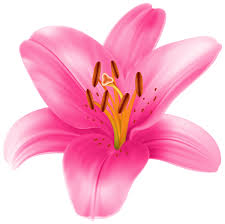 Lilium Transparent Png Clip Art Image Flower Clipart Vintage Flowers Flower Illustration
