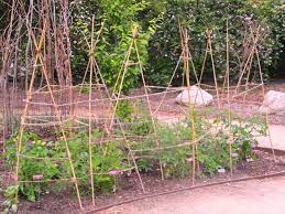 Bamboo Tomato Cage Plants Growing Flowers Garden Trellis