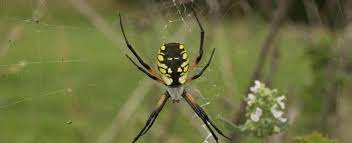 A black midstripe with four white spots in the center marks the top of. Black And Yellow Garden Spider Missouri Department Of Conservation