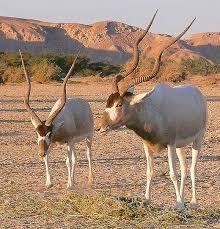 They have a very elegant. Addax Endangered List