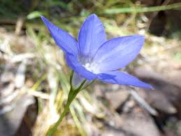 Image result for Wahlenbergia virgata