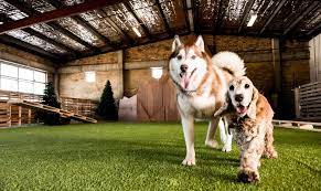 Doggy Daycare And Boarding 101 Barkforce Dog Daycare Business Dog Daycare Luxury Dog Kennels