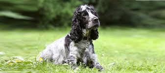 Image result for anglický kokršpaněl