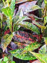 Image result for Croton polytrichus