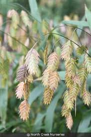 Image result for Chassalia parvifolia