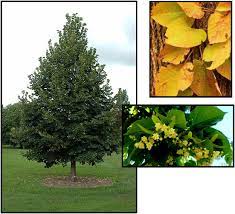 Like other lindens, they have fragrant flowers and dark green leaves. Redmond Linden Hinsdale Nurseries