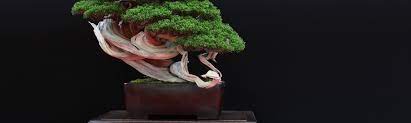 Grow Trees From Seed As Bonsai Cultivation Technique Growing Tree Bonsai Tree Seeds