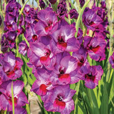 Image result for Gladiolus virgineus