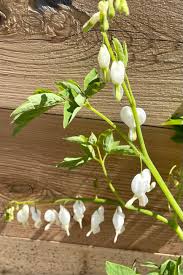 Image result for Dicentra spectabilis alba