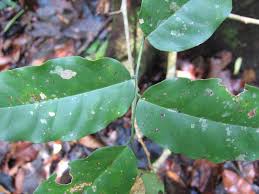 Image result for Dialium holtzii