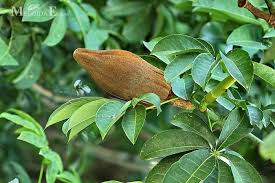 Image result for pachira obrázek