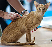 From wikimedia commons, the free media repository. Oriental Shorthair Wikipedia