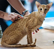 Pkd negative and guaranteed to steal your heart. Oriental Shorthair Wikipedia