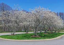 Define service berry by webster's dictionary, wordnet lexical database, dictionary of computing, legal dictionary, medical dictionary, dream dictionary. Serviceberry Amelanchier Spp Wisconsin Horticulture