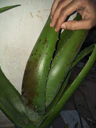 Aloe vera leaves are faintly spotted and edged ironically, aloe vera plant sunburns easily if it is suddenly exposed to full sun, which shows as brown or gray scorched spots on leaves. Aloe Vera Brown Spots On Aloevera Leaves