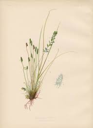 Image result for Schizaea