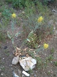 Image result for Cineraria pinnata