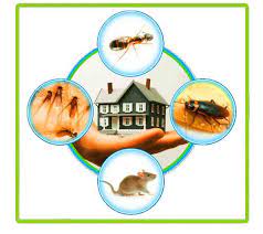 Home pest control and commercial pest control services. Pest Control Archives Pinnacle