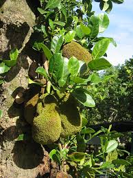 Image result for Artocarpus