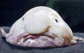 Image result for blobfish