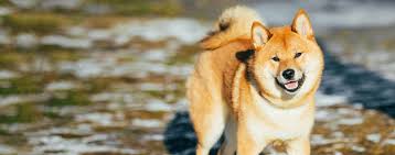 Some of our verified breeders have cheap puppies, more expensive or at least affordable full grown dogs for sale. Shiba Inu Dog Breed Facts And Information Wag Dog Walking