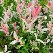 Pin By Julie Page On Garden Shrubs Dappled Willow Plants Fall Landscaping