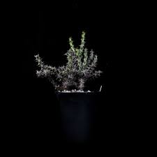 Image result for Euphorbia corniculata