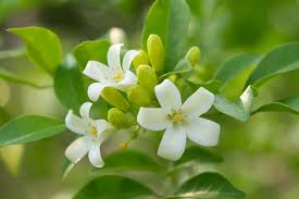 Image result for Murraya paniculata