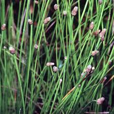 Image result for Eleocharis naumanniana