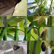 Image result for Viscum combreticola