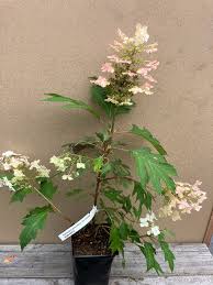 Image result for Hydrangea quercifolia