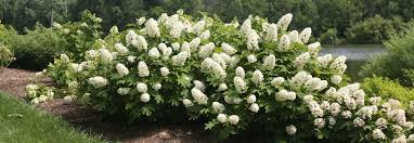 Image result for Hydrangea quercifolia
