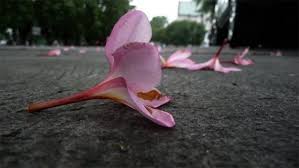 Saya seorang wanita yang baru kematian suami dan sedang hamil 4bulan. Ketahuilah Batasan Bagi Anda Wanita Dalam Tempoh Iddah