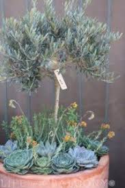 Olive Tree Underplanted With Succulents Olive Trees Garden Olive Trees Landscape Potted Olive Tree
