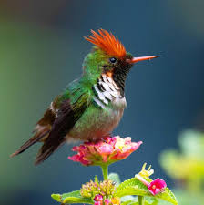 Bird On A Wire Movie Review Pin On Colors