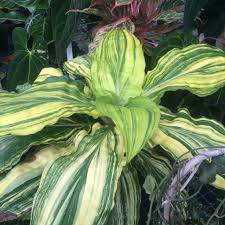 Image result for Palisota ambigua