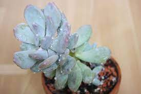 We did not find results for: Pachyphytum Bracteosum