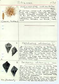 Image result for Corchorus saxatilis