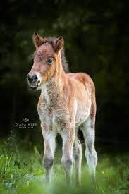 pin von caro n auf tiere animals pferde fotografie pferdefotos pferdefotografie