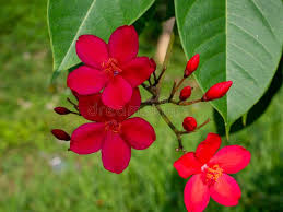 Image result for Jatropha erythropoda