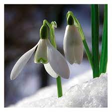 Flowers For Flower Lovers Snow Drop Flowers Pictures Winter Plants Winter Flowers Snow Drops Flowers