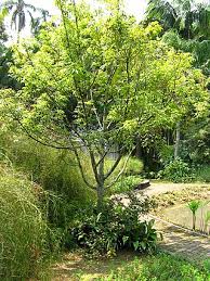 Image result for Xylopia collina