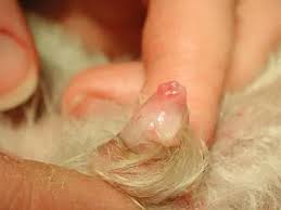 Image result for Urethral Prolapse