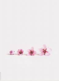 Let it sit for at least an hour before wiping away mold. Cherry Blossoms On A Plain White Background By Lea Csontos Spring Blossom Plain White Background White Background Wallpaper White Iphone Background