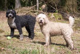 This post contains affiliate links. 9 Big Curly Haired Dog Breeds Patchpuppy Com
