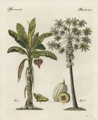 Image result for Musa paradisiaca