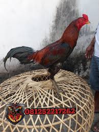 Ayam Aduan Magon Super Ternak Ayam Ayam