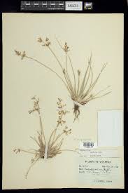 Image result for Fimbristylis quinquangularis