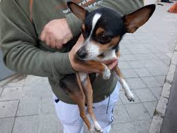 Quanto mangia al giorno un cane di taglia grande? Jesi Cane Di Grossa Taglia Sfugge Al Controllo E Azzanna Due Cani Qdm Notizie