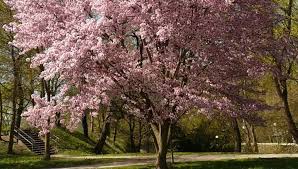 Sono normalmente legnose, alberi e arbusti o cespugli. 10 Piccoli Alberi Da Giardino Eurogiardinaggio